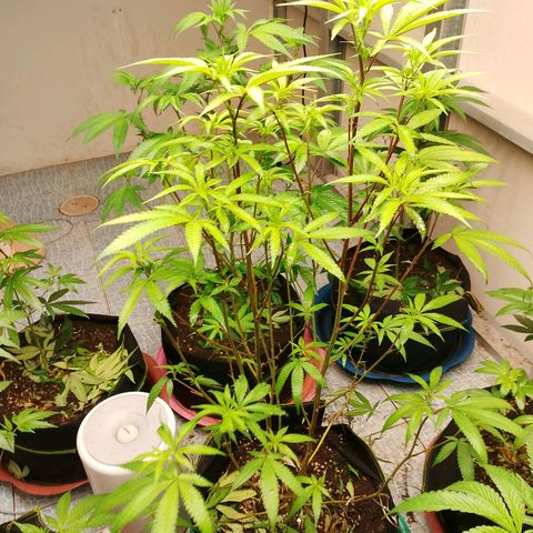 รอบ สอง growlog timeline photo