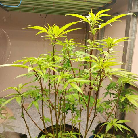 รอบ สอง growlog timeline photo