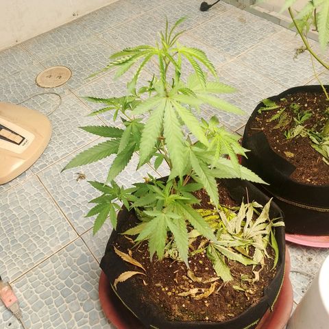 รอบ สอง growlog timeline photo