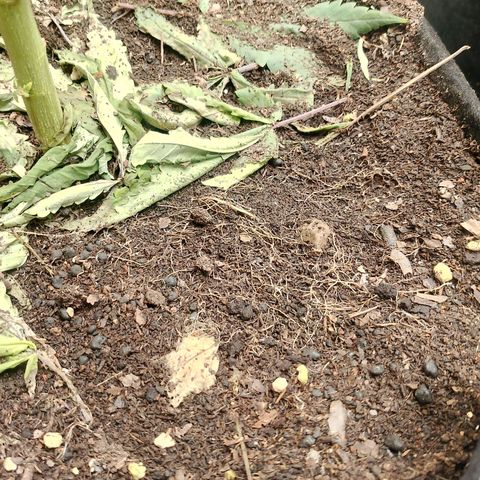 รอบ สอง growlog timeline photo