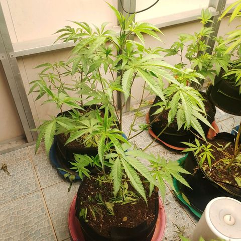 รอบ สอง growlog timeline photo