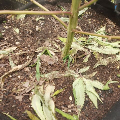 รอบ สอง growlog timeline photo