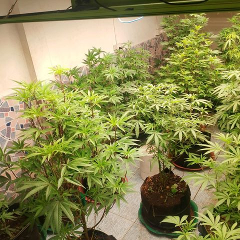 รอบ สอง growlog timeline photo