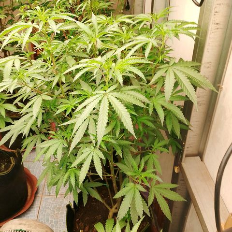 รอบ สอง growlog timeline photo