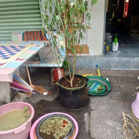 รอบ สอง growlog timeline photo
