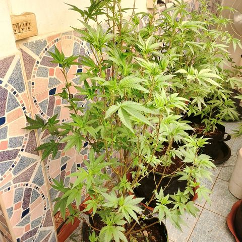 รอบ สอง growlog timeline photo