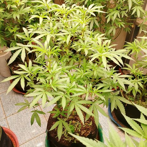 รอบ สอง growlog timeline photo