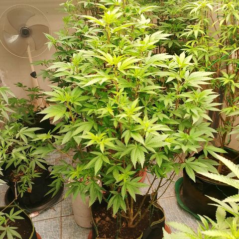 รอบ สอง growlog timeline photo