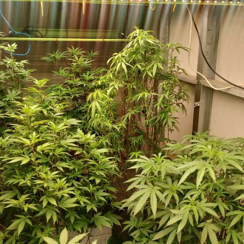 รอบ สอง growlog timeline photo