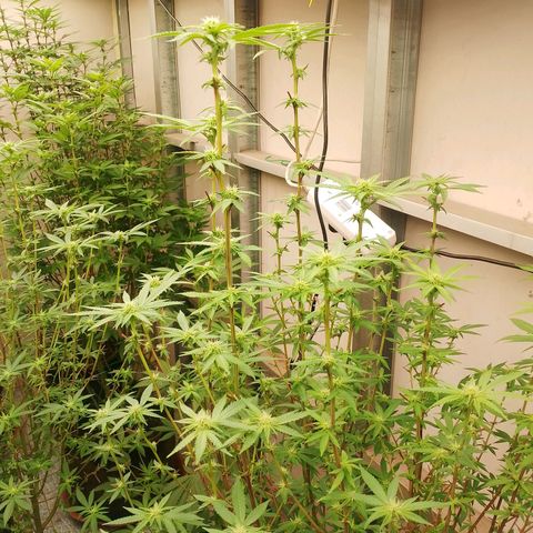รอบ สอง growlog timeline photo
