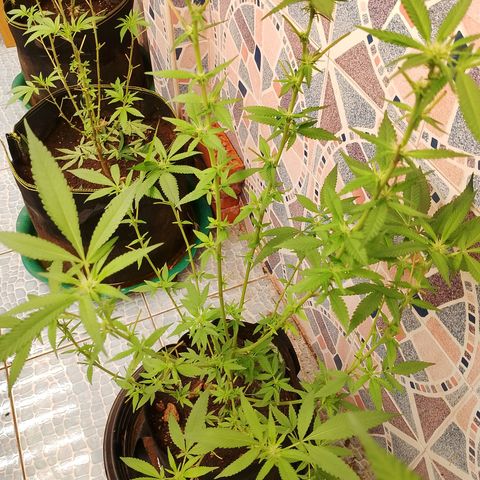 รอบ สอง growlog timeline photo