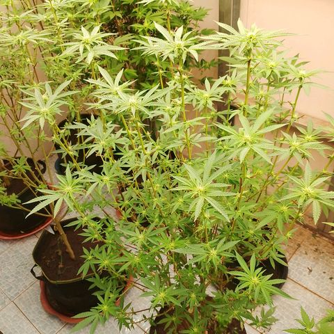 รอบ สอง growlog timeline photo
