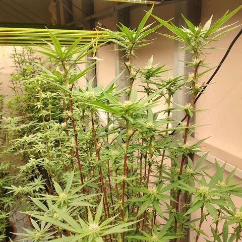 รอบ สอง growlog timeline photo