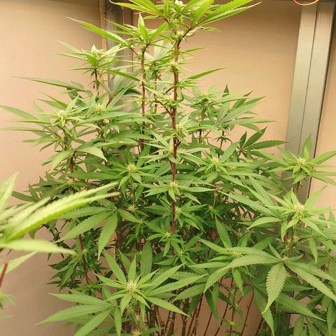 รอบ สอง growlog timeline photo