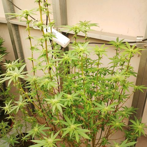 รอบ สอง growlog timeline photo