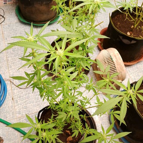 รอบ สอง growlog photo: ปรับไฟวีค 4 ((คอมโพส01))