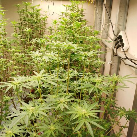 รอบ สอง growlog photo: ปรับไฟวีค 4 ((คอมโพส01))