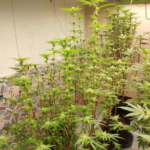รอบ สอง growlog photo: ปรับไฟวีค 4 ((คอมโพส01))