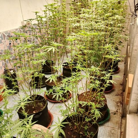 รอบ สอง growlog photo: ปรับไฟวีค 4 ((คอมโพส01))