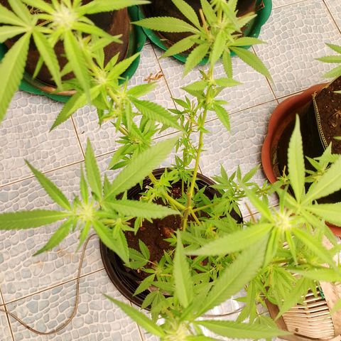 รอบ สอง growlog photo: ปรับไฟวีค 4 ((คอมโพส01))