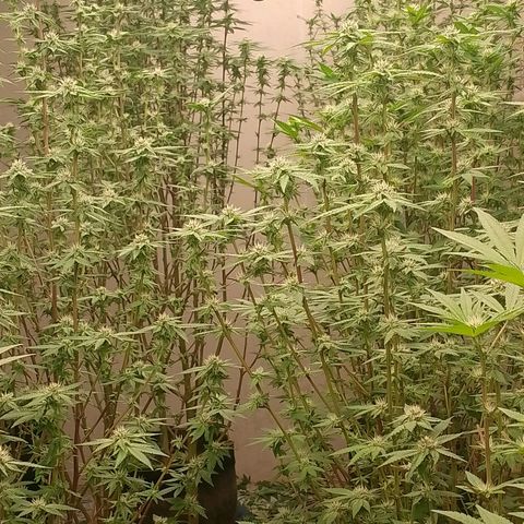 รอบ สอง growlog timeline photo