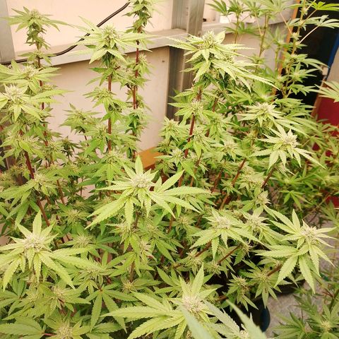 รอบ สอง growlog timeline photo