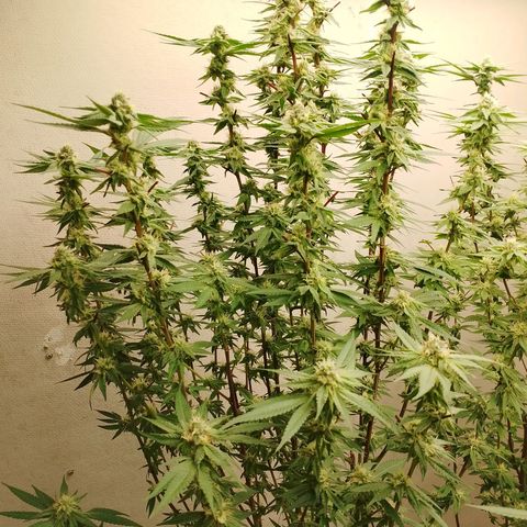 รอบ สอง growlog timeline photo