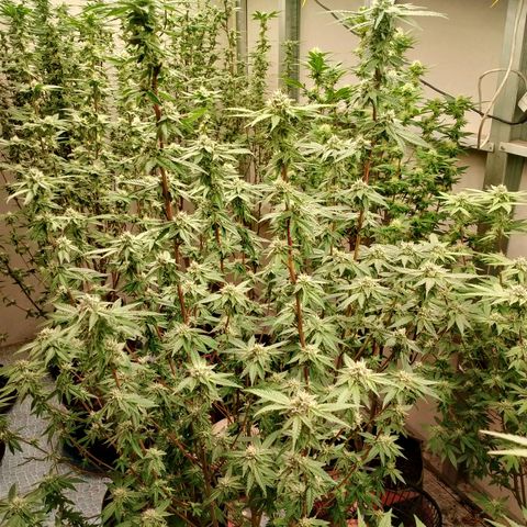 รอบ สอง growlog timeline photo