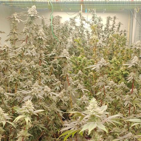 รอบ สอง growlog photo: Thai k3