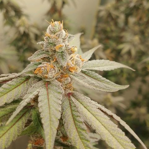 รอบ สอง growlog photo: Thai k3