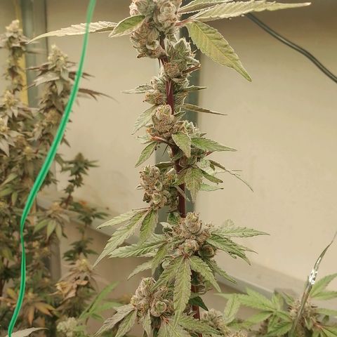 รอบ สอง growlog photo: Thai k3