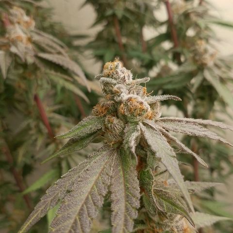 รอบ สอง growlog photo: Thai k3