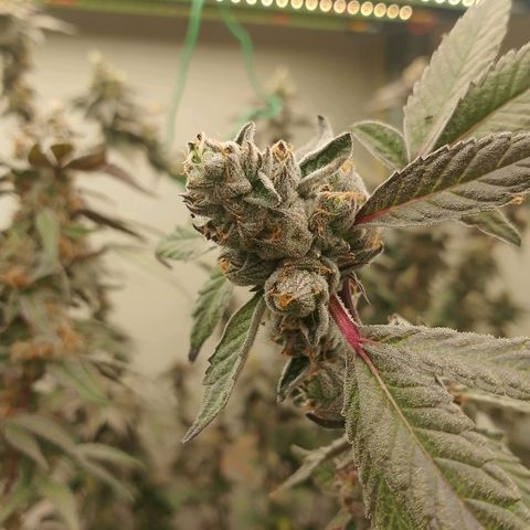 รอบ สอง growlog photo: Thai k3