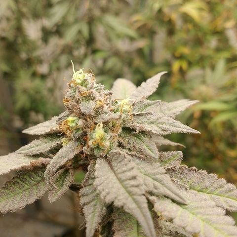 รอบ สอง growlog photo: Thai k3