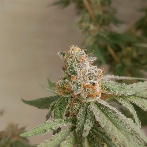 รอบ สอง growlog photo: Thai k3