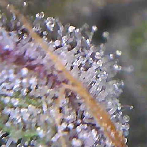 รอบ สอง growlog timeline photo