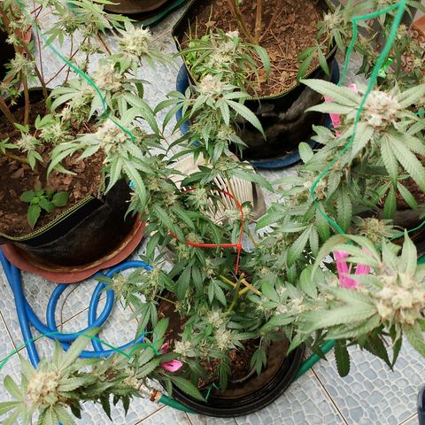 รอบ สอง growlog timeline photo