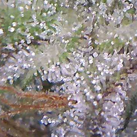 รอบ สอง growlog timeline photo