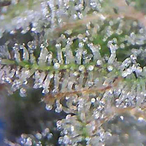 รอบ สอง growlog timeline photo