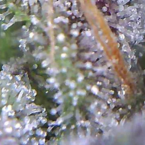 รอบ สอง growlog timeline photo