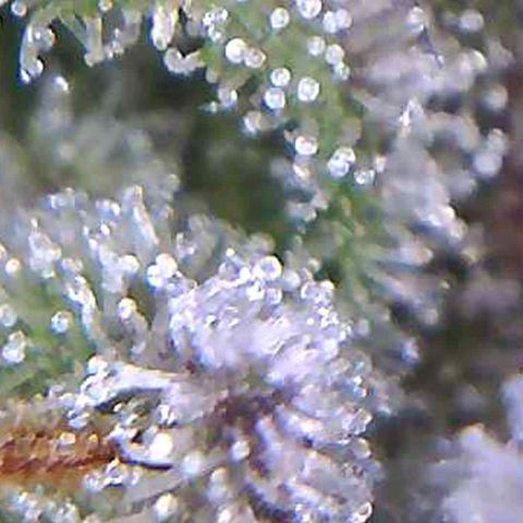 รอบ สอง growlog timeline photo