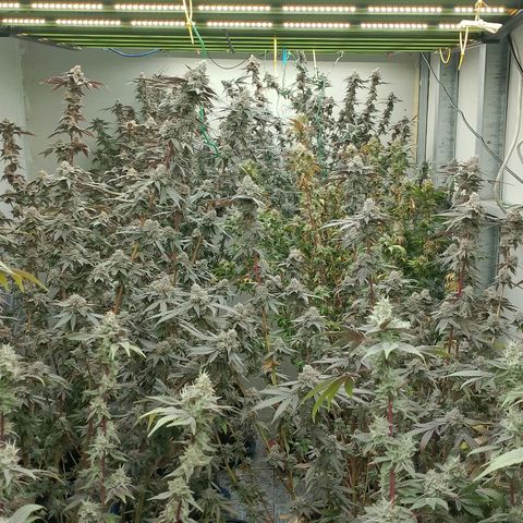รอบ สอง growlog timeline photo