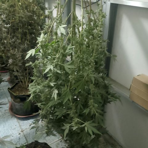รอบ สอง growlog timeline photo