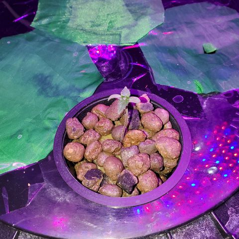 Unknown strain growlog timeline photo