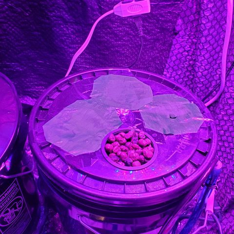 Unknown strain growlog timeline photo