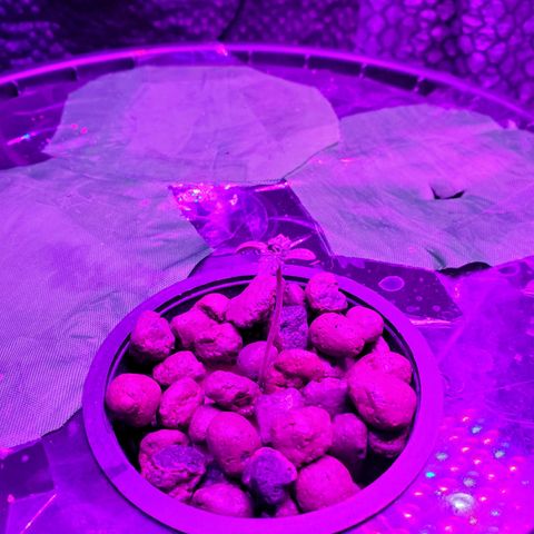 Unknown strain growlog timeline photo