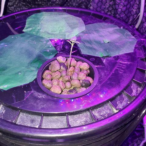 Unknown strain growlog timeline photo