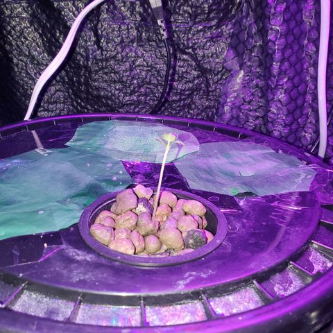 Unknown strain growlog timeline photo