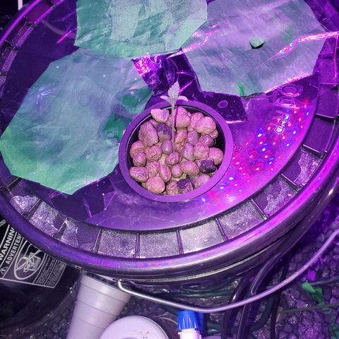 Unknown strain growlog timeline photo