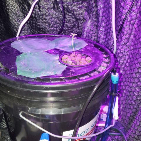 Unknown strain growlog timeline photo